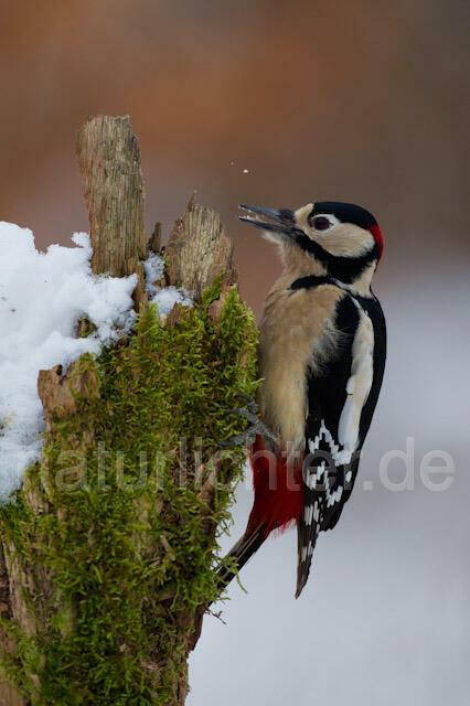 R9831 Buntspecht, Great Spotted Woodpecker - Christoph Robiller
