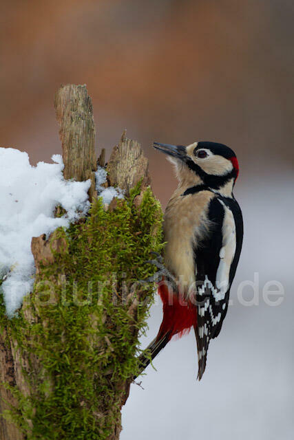R9832 Buntspecht, Great Spotted Woodpecker - Christoph Robiller