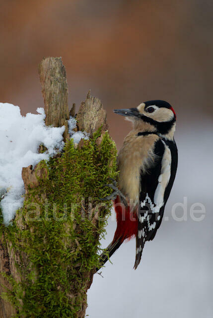 R9833 Buntspecht, Great Spotted Woodpecker - Christoph Robiller