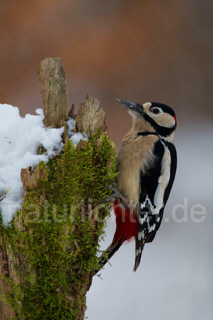 R9834 Buntspecht, Great Spotted Woodpecker - Christoph Robiller