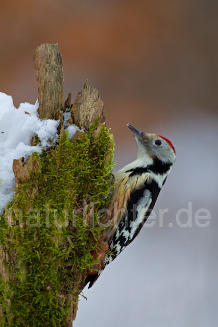 R9836 Mittelspecht, Middle Spotted Woodpecker - Christoph Robiller