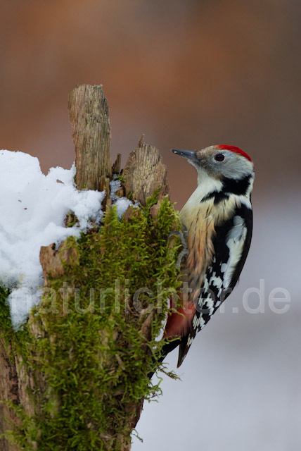 R9837 Mittelspecht, Middle Spotted Woodpecker - Christoph Robiller