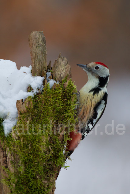 R9838 Mittelspecht, Middle Spotted Woodpecker - Christoph Robiller