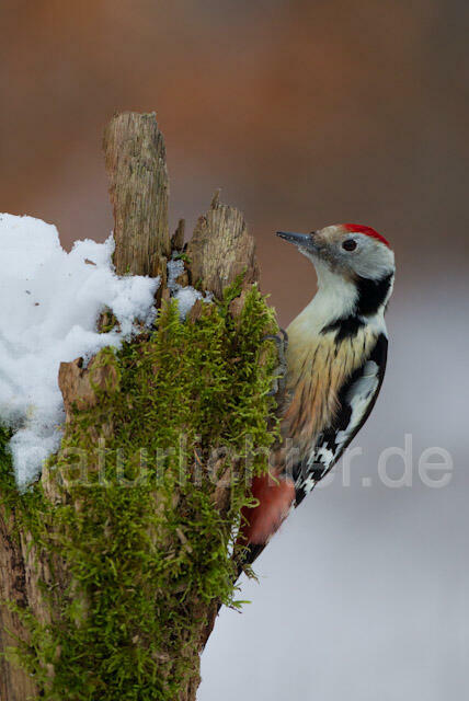 R9838 Mittelspecht, Middle Spotted Woodpecker - Christoph Robiller