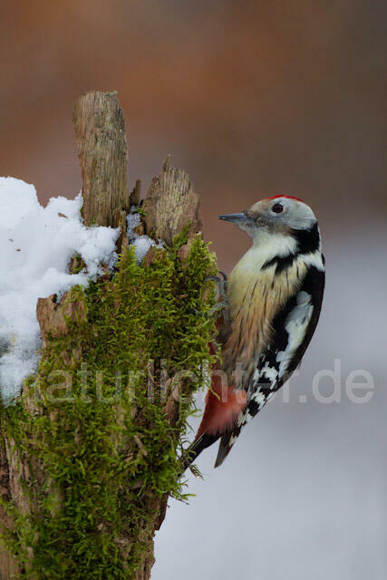 R9839 Mittelspecht, Middle Spotted Woodpecker - Christoph Robiller