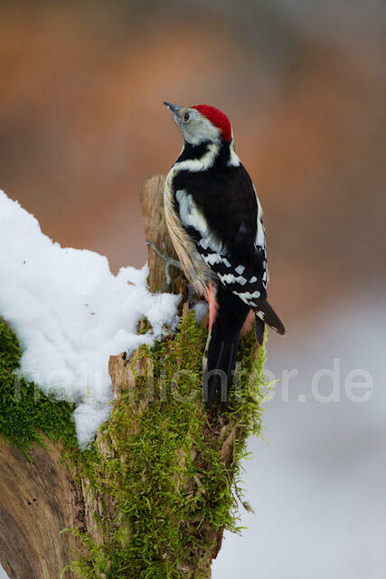 R9840 Mittelspecht, Middle Spotted Woodpecker - Christoph Robiller