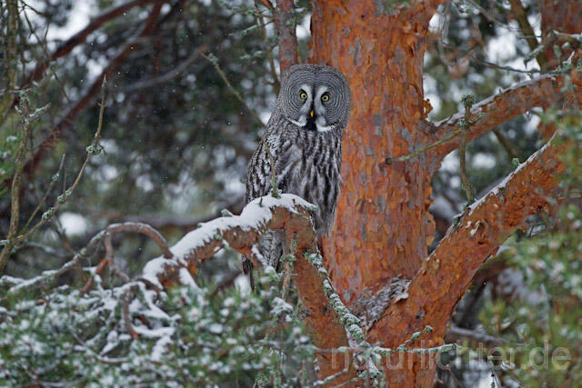 R9850 Bartkauz im Winter, Great Grey Owl - Christoph Robiller