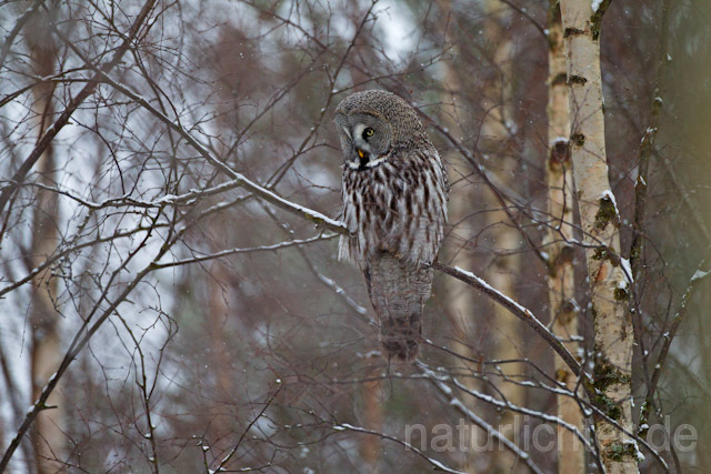 R9854 Bartkauz im Winter, Great Grey Owl - Christoph Robiller