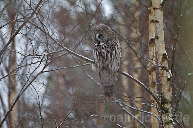 R9854 Bartkauz im Winter, Great Grey Owl - Christoph Robiller