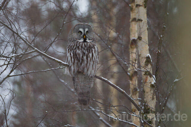 R9855 Bartkauz im Winter, Great Grey Owl - Christoph Robiller