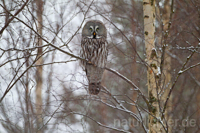 R9857 Bartkauz im Winter, Great Grey Owl - Christoph Robiller
