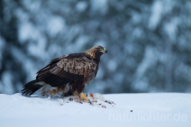 R9872 Steinadler mit Beute, Golden Eagle with prey - Christoph Robiller