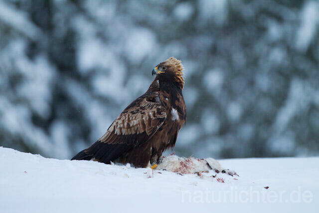 R9875 Steinadler mit Beute, Golden Eagle with prey - Christoph Robiller