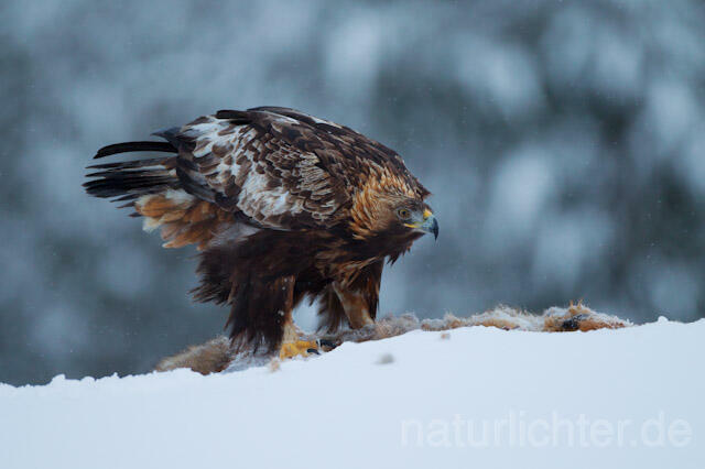 R9879 Steinadler mit Beute, Golden Eagle with prey - Christoph Robiller