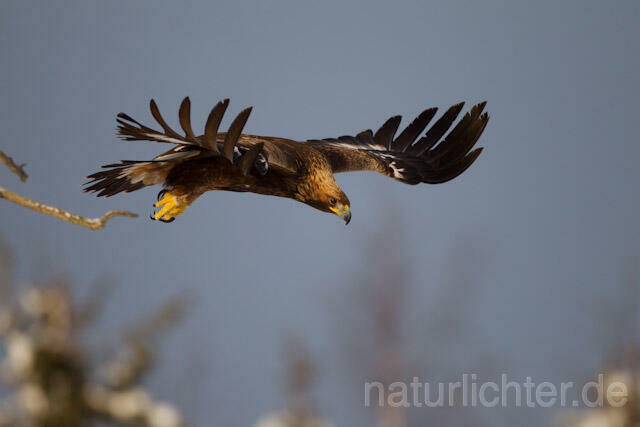 R9885 Steinadler im Flug, Golden Eagle flying - Christoph Robiller