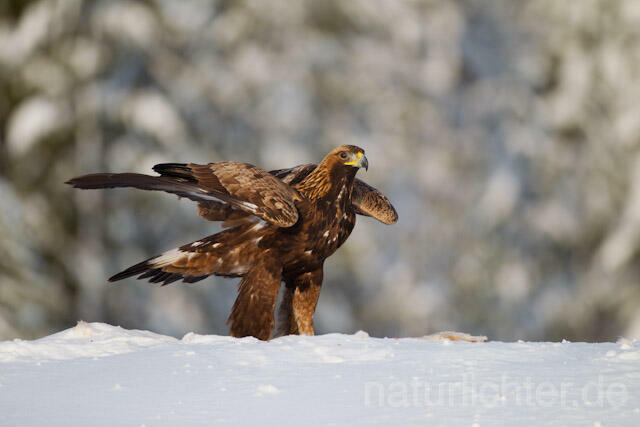 R9892 Steinadler mit Beute, Golden Eagle with prey - Christoph Robiller