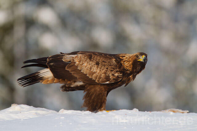 R9894 Steinadler mit Beute, Golden Eagle with prey - Christoph Robiller