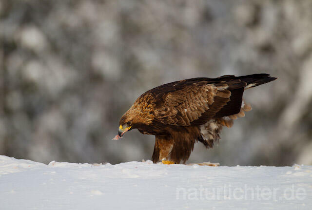 R9895 Steinadler mit Beute, Golden Eagle with prey - Christoph Robiller