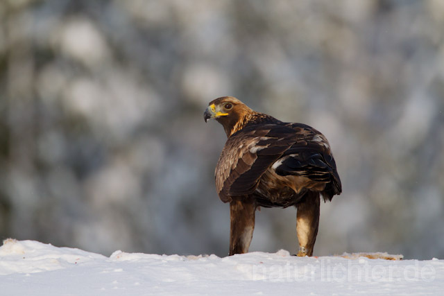 R9896 Steinadler mit Beute, Golden Eagle with prey - Christoph Robiller