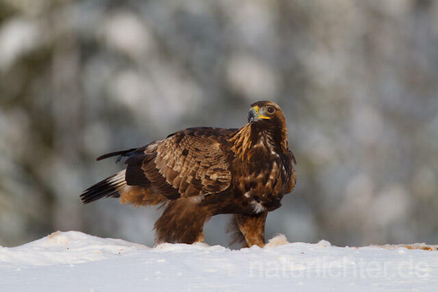 R9897 Steinadler mit Beute, Golden Eagle with prey - Christoph Robiller