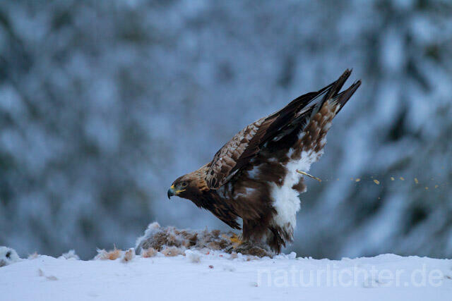 R9899 Steinadler mit Beute, Golden Eagle with prey - Christoph Robiller