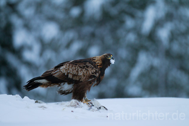 R9900 Steinadler mit Beute, Golden Eagle with prey - Christoph Robiller