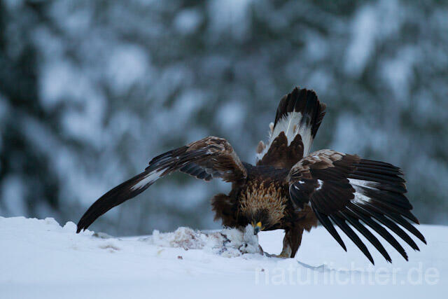 R9901 Steinadler mit Beute, Golden Eagle with prey - Christoph Robiller