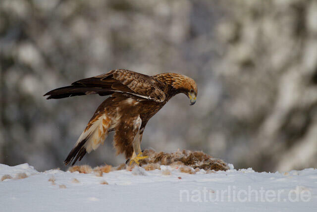 R9907 Steinadler mit Beute, Golden Eagle with prey - Christoph Robiller