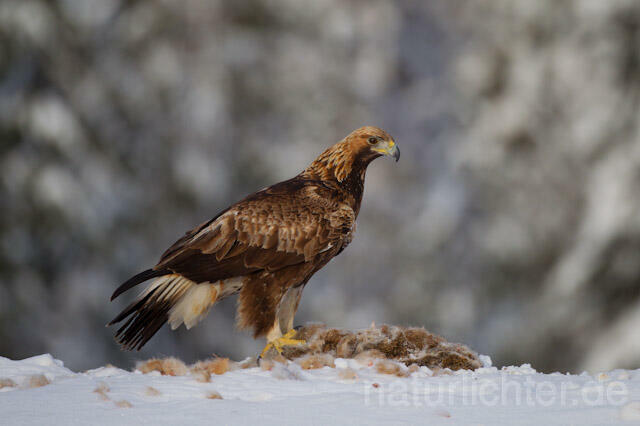 R9908 Steinadler mit Beute, Golden Eagle with prey - Christoph Robiller
