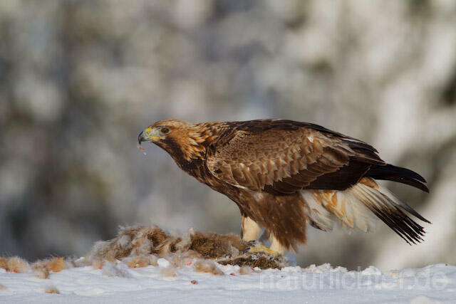 R9912 Steinadler mit Beute, Golden Eagle with prey - Christoph Robiller