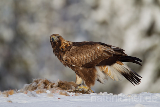 R9913 Steinadler mit Beute, Golden Eagle with prey - Christoph Robiller