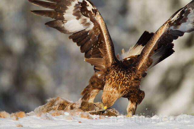 R9914 Steinadler mit Beute, Golden Eagle with prey - Christoph Robiller