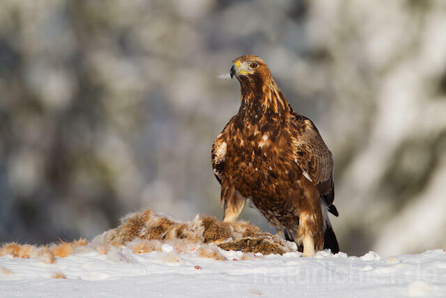 R9915 Steinadler mit Beute, Golden Eagle with prey - Christoph Robiller