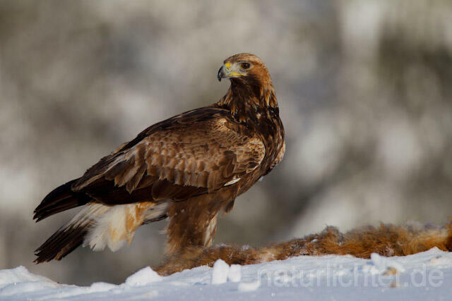 R9921 Steinadler mit Beute, Golden Eagle with prey - Christoph Robiller