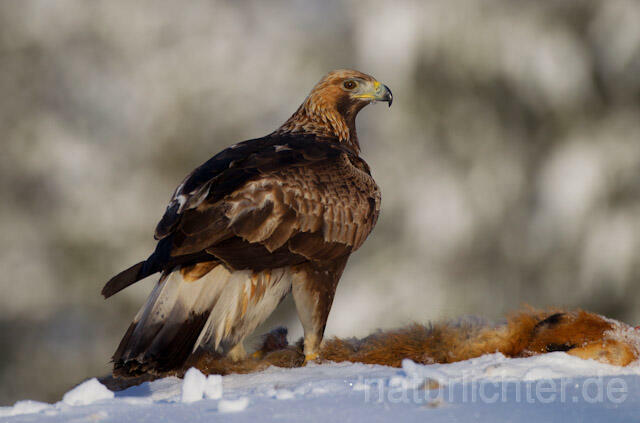 R9922 Steinadler mit Beute, Golden Eagle with prey - Christoph Robiller