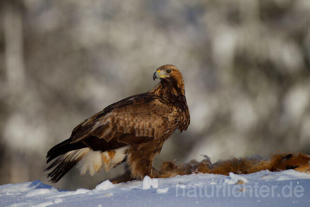 R9924 Steinadler mit Beute, Golden Eagle with prey - Christoph Robiller
