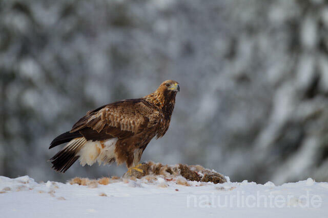 R9928 Steinadler mit Beute, Golden Eagle with prey - Christoph Robiller