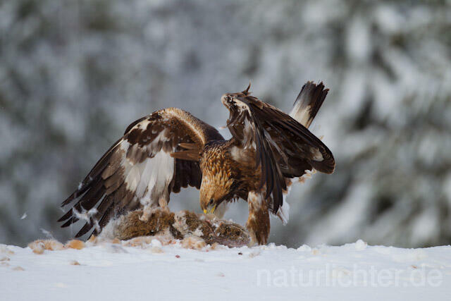 R9930 Steinadler mit Beute, Golden Eagle with prey - Christoph Robiller