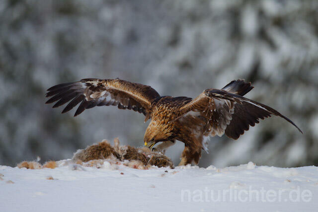R9934 Steinadler mit Beute, Golden Eagle with prey - Christoph Robiller