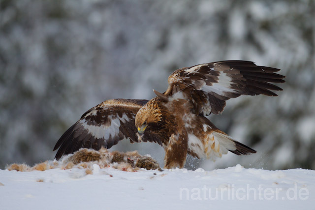 R9936 Steinadler mit Beute, Golden Eagle with prey - Christoph Robiller