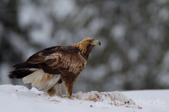 R9938 Steinadler mit Beute, Golden Eagle with prey - Christoph Robiller