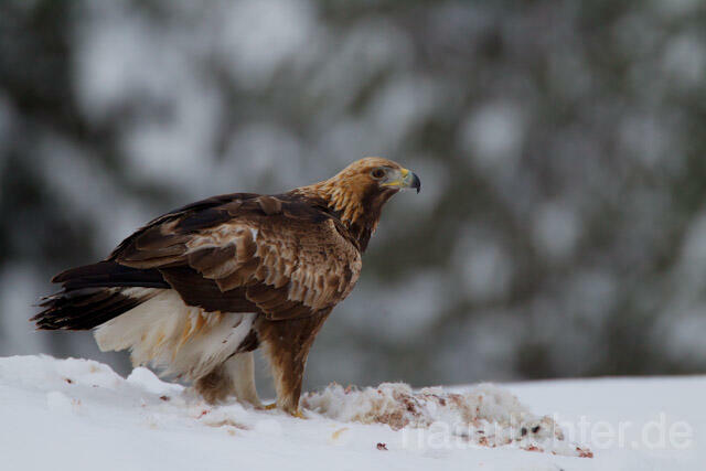R9938 Steinadler mit Beute, Golden Eagle with prey - Christoph Robiller
