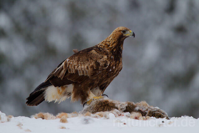 R9940 Steinadler mit Beute, Golden Eagle with prey - Christoph Robiller