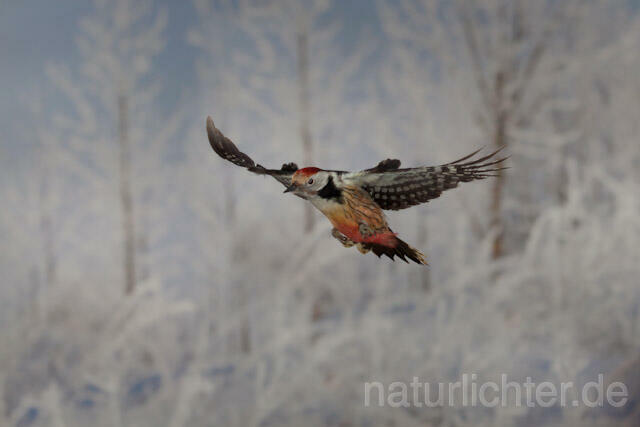 R9979 Mittelspecht im Flug, Middle Spotted Woodpecker flying - Christoph Robiller