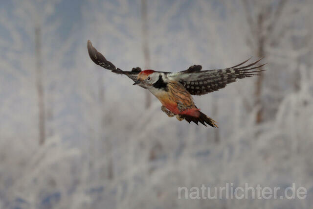 R9980 Mittelspecht im Flug, Middle Spotted Woodpecker flying - Christoph Robiller