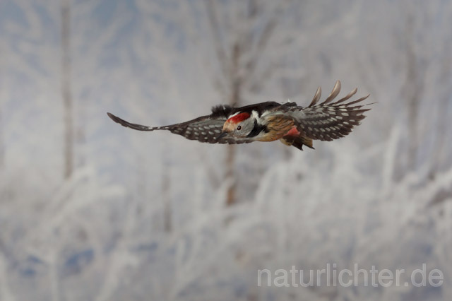 R9988 Mittelspecht im Flug, Middle Spotted Woodpecker flying - Christoph Robiller