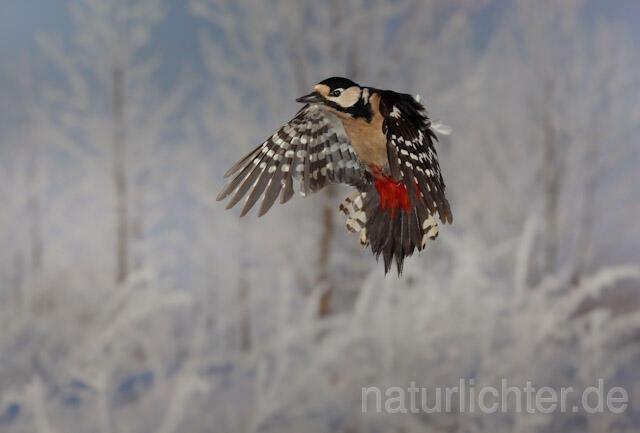 R9991 Buntspecht im Flug, Great Spotted Woodpecker flying - Christoph Robiller