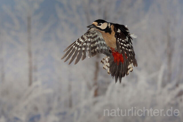R9992 Buntspecht im Flug, Great Spotted Woodpecker flying - Christoph Robiller