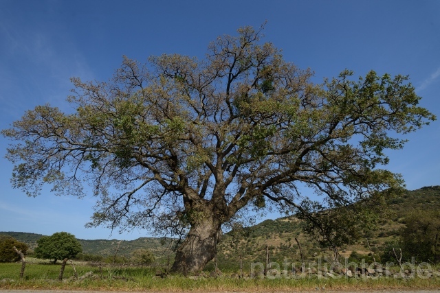 W10538 Griechenland, Lesbos - Peter Wächtershäuser