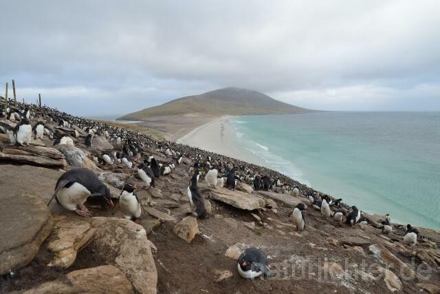 W11897 Falklandinseln - Peter Wächtershäuser